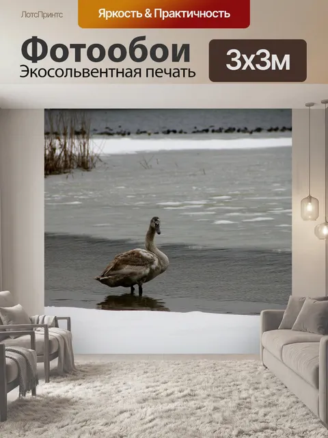 Фотообои Лебедь