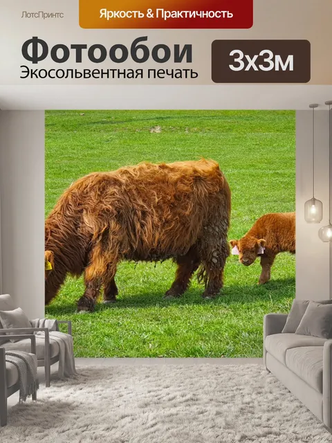 Фотообои Хайлендская корова