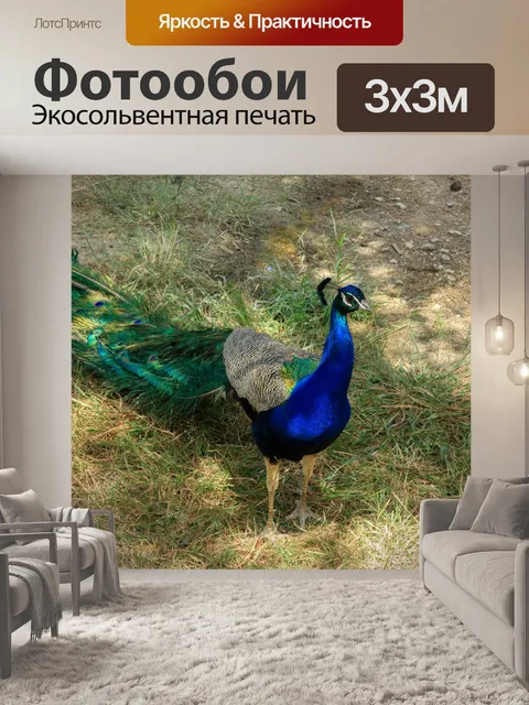 Фотообои Павлин в саду