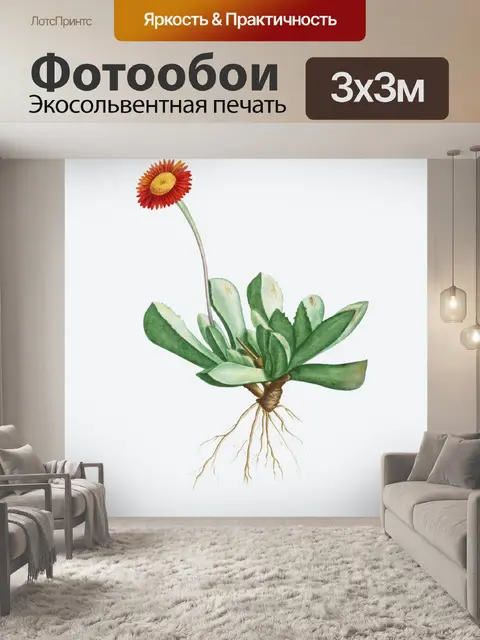 Фотообои Кактус винтаж искусство старый