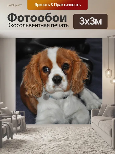 Фотообои Кавалер