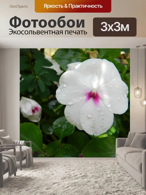 Фотообои Маленькие белые цветы (1)