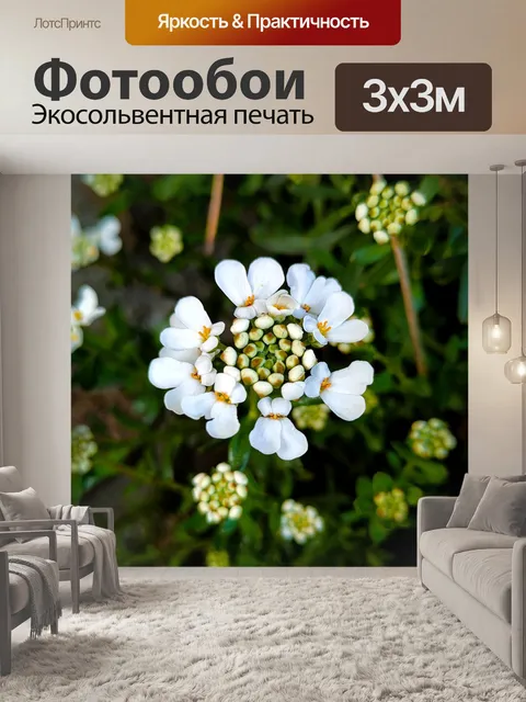 Фотообои Белые цветки