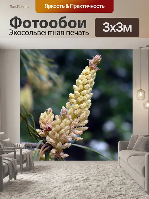 Фотообои Сосна
