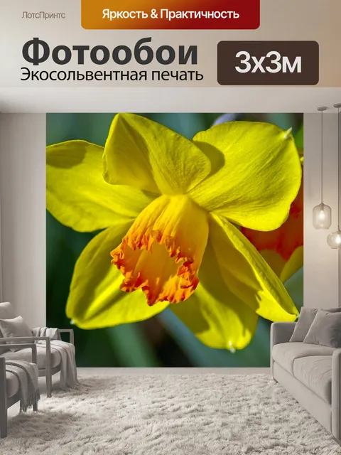 Фотообои Арканзас нарцисс
