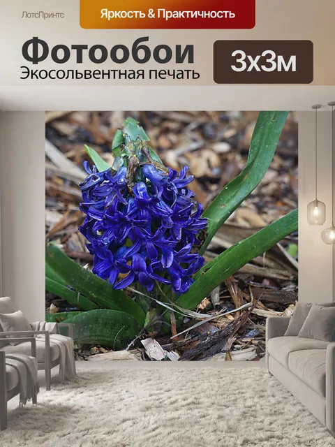 Фотообои Гиацинт