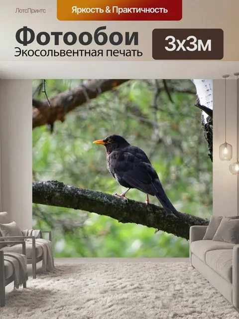 Фотообои Common blackbird