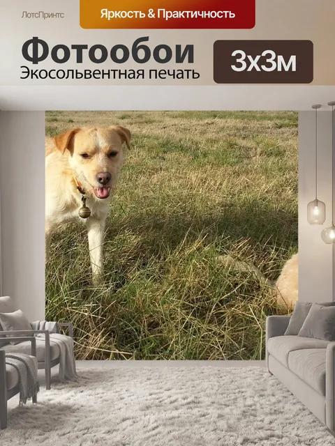 Фотообои Собака