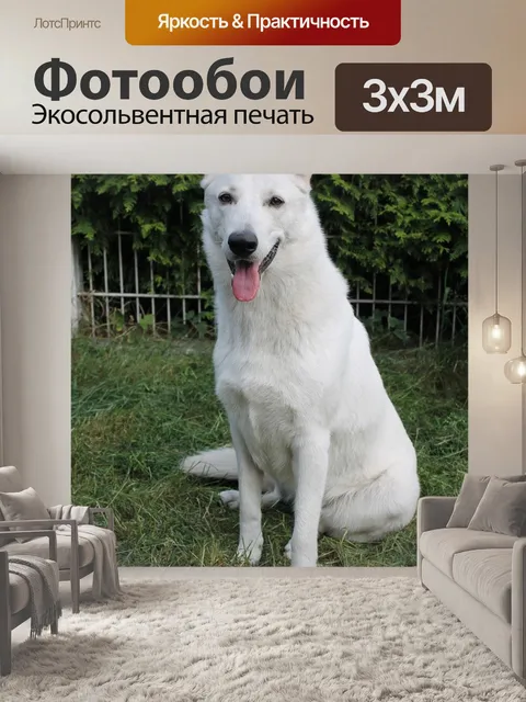 Фотообои Белая овчарка