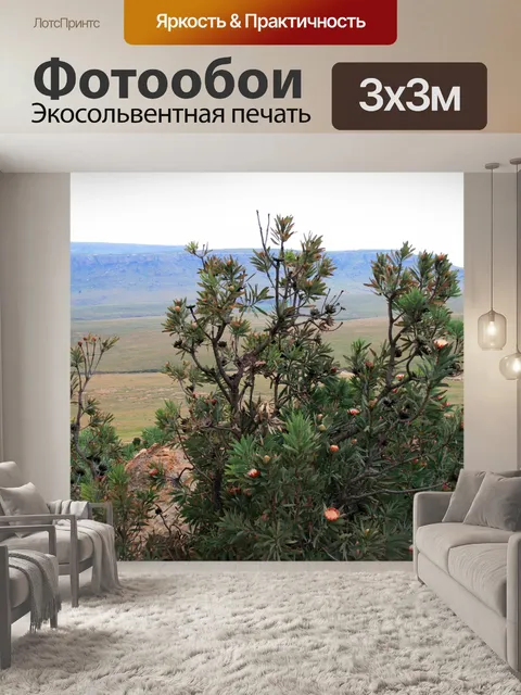 Фотообои протея куст в горах