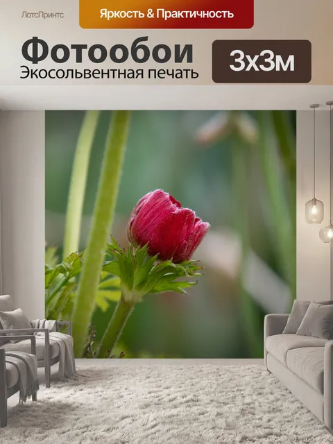 Фотообои Цветок, красная роза, маленькая роза