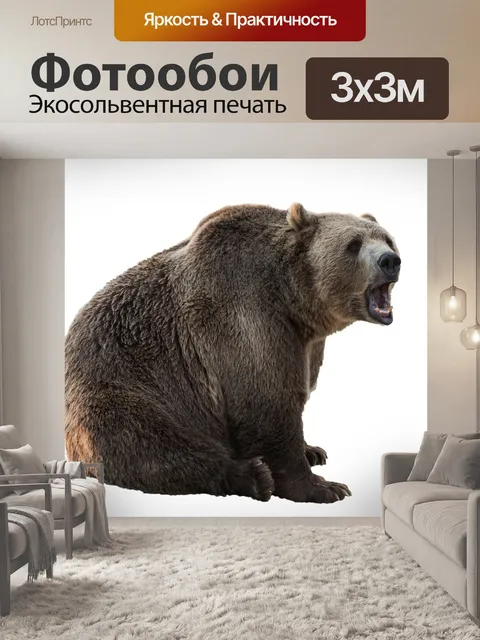 Фотообои Медведь изолированных белом фоне