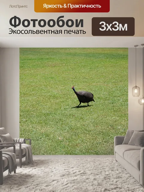 Фотообои цесарка на зеленой лужайке
