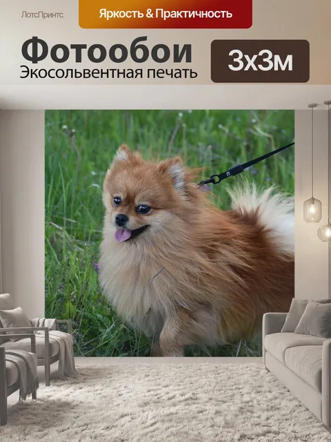 Фотообои Собака