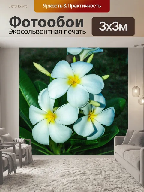 Фотообои Плюмерия Цветы