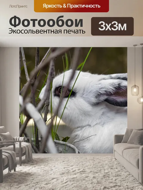 Фотообои Кролик