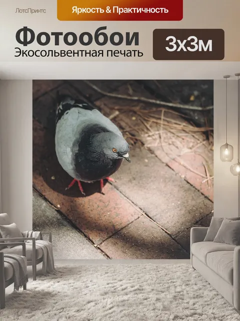 Фотообои Голубь