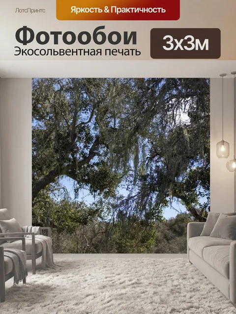 Фотообои верхушки деревьев