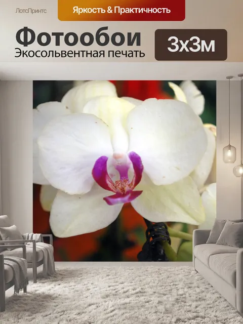 Фотообои Белая орхидея