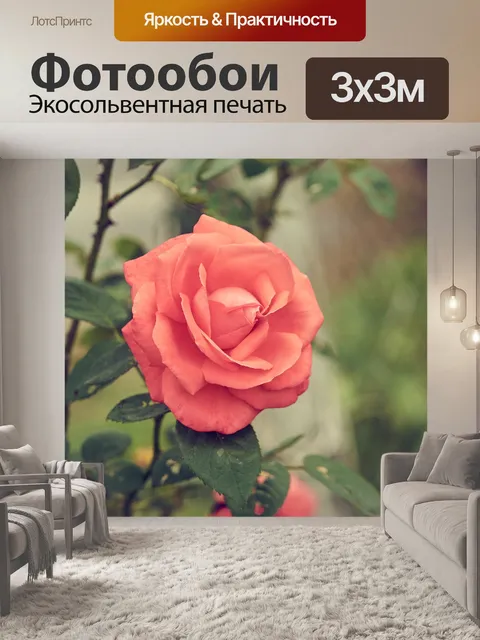 Фотообои Красная роза