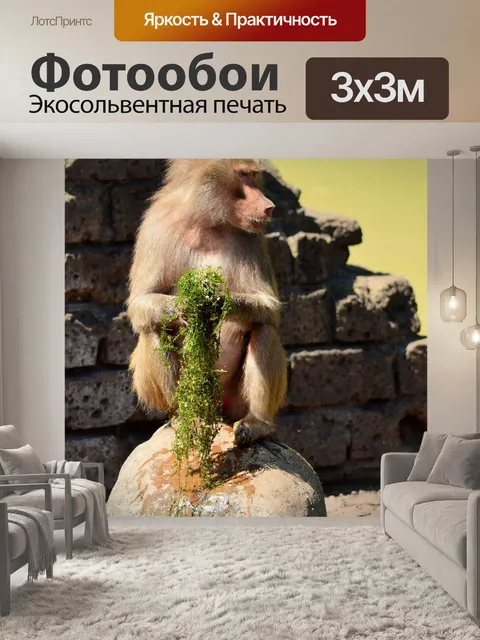Фотообои Hamadryas бабуины
