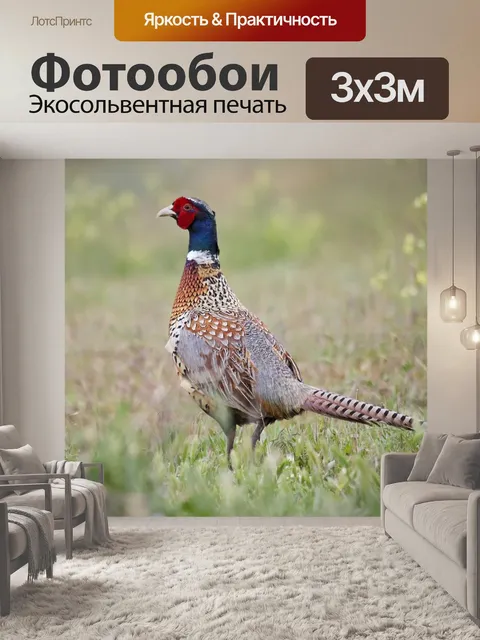 Фотообои Кольцо шеей фазан