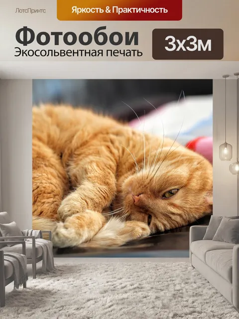 Фотообои Кот
