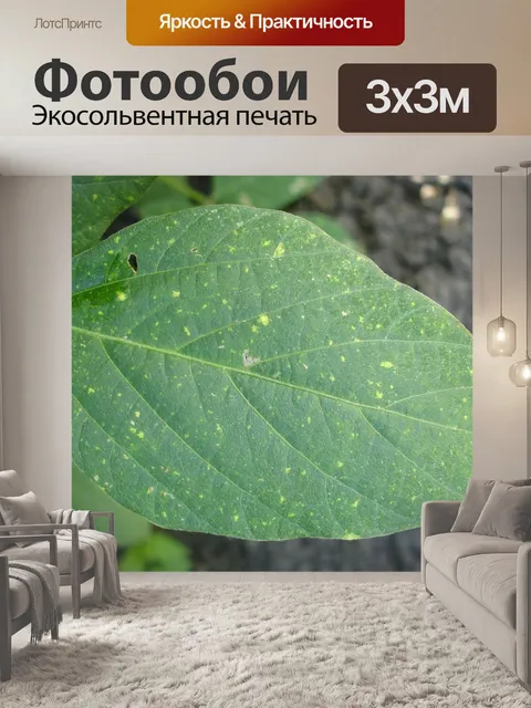 Фотообои Лист