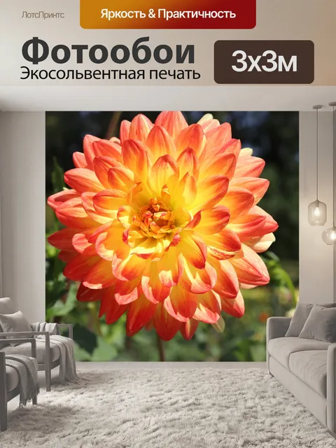 Фотообои Георгины