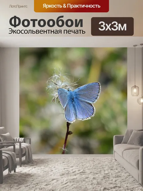 Фотообои Голубая бабочка