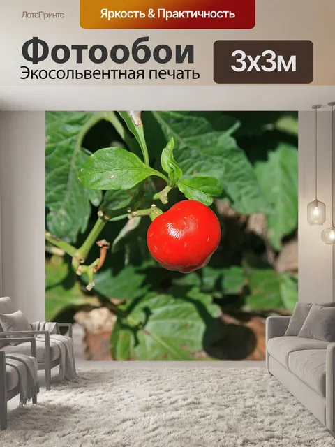 Фотообои круглый красный перец чили