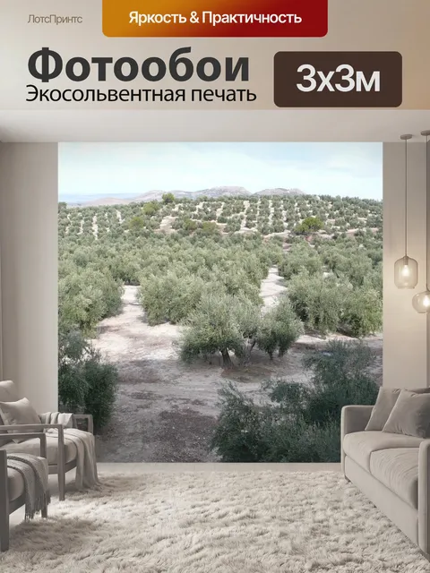 Фотообои Оливковая роща