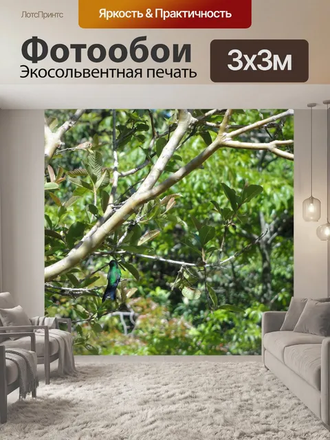 Фотообои Колибри