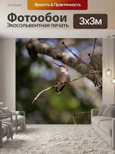 Фотообои Колибри