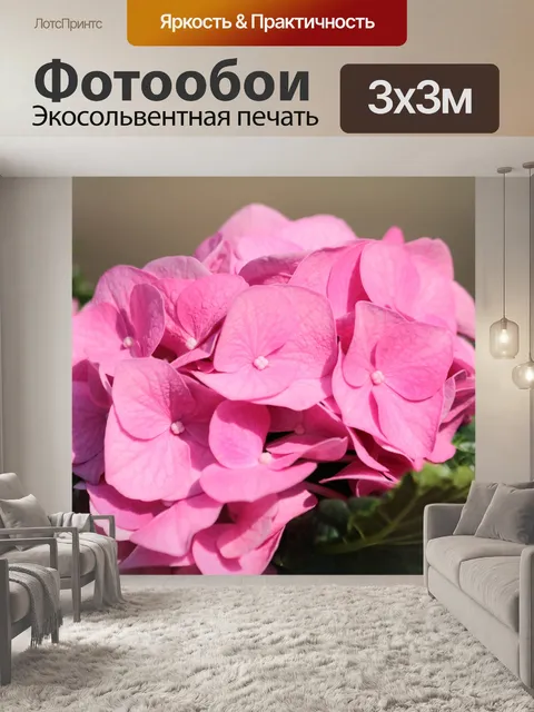Фотообои Розовый гортензия крупным планом