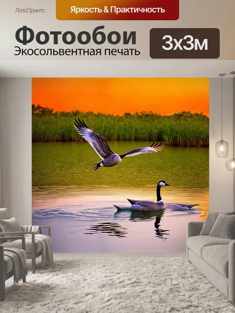 Фотообои гусь величественно парит над спокойным озером, отражая свои перья в ясной воде