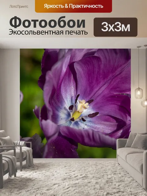 Фотообои Цветок, фиолетовый цветок, тюльпан