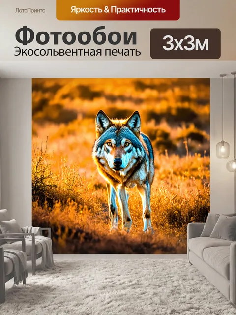 Фотообои волк, охотящийся на вечернем закате, его шерсть светится в золотистых лучах солнца