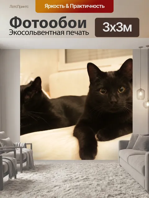 Фотообои Черный кот