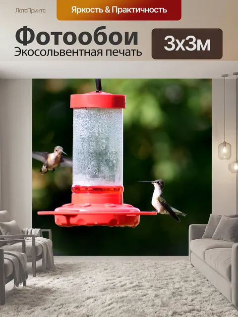 Фотообои Кормление колибри