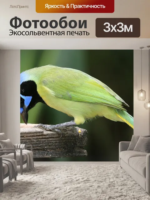 Фотообои Зеленая сойка