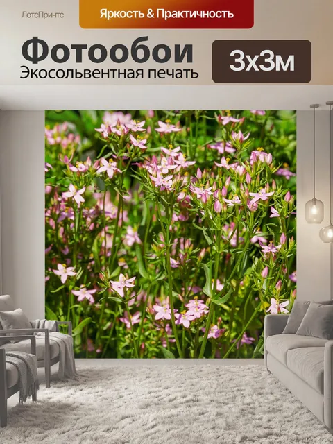 Фотообои Золототысячник обыкновенный