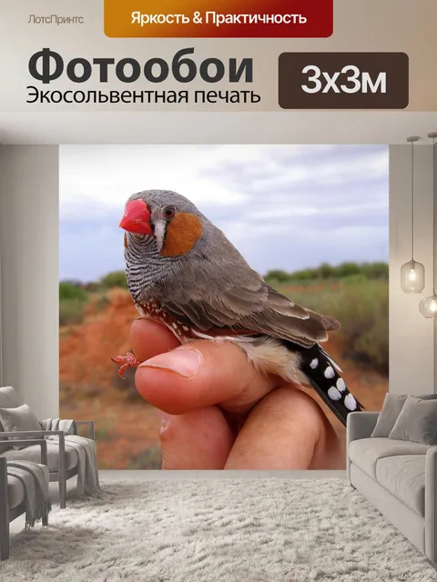 Фотообои Зяблик