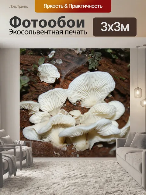 Фотообои Белые грибы