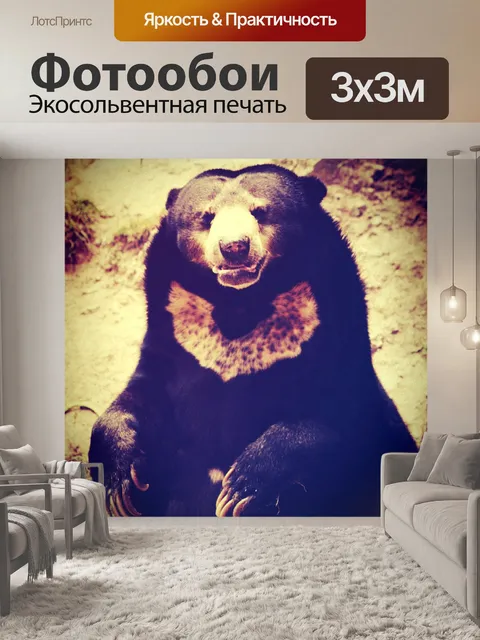Фотообои Черный медведь в зоопарке