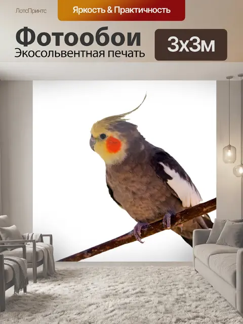 Фотообои Птица попугай белый фон