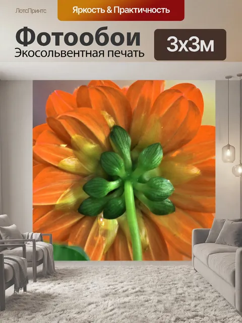 Фотообои Оборотная сторона оранжевого цветка геор