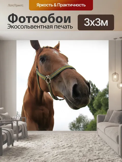 Фотообои Лошадь
