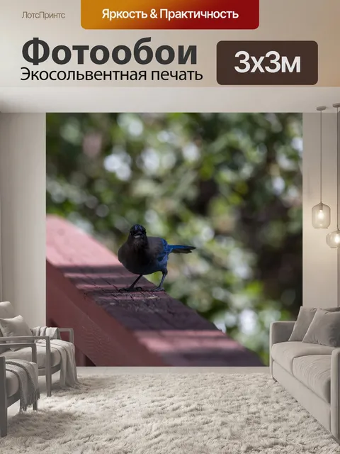 Фотообои Голубая сойка