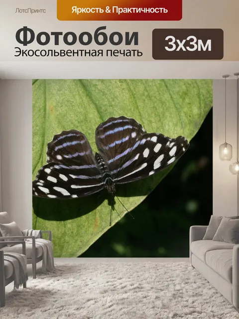 Фотообои Коста-Рика Бабочка